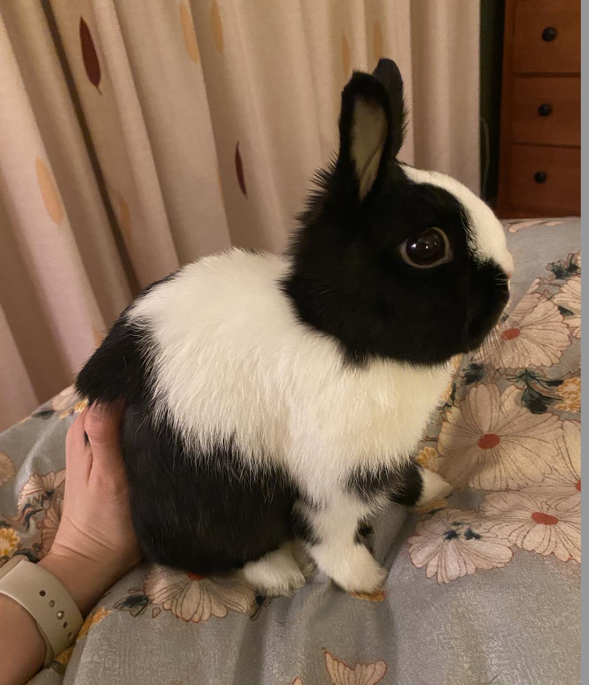 Enlarge GWEN, a Adopted Netherland Dwarf in Forest Hills, NY image 1/4