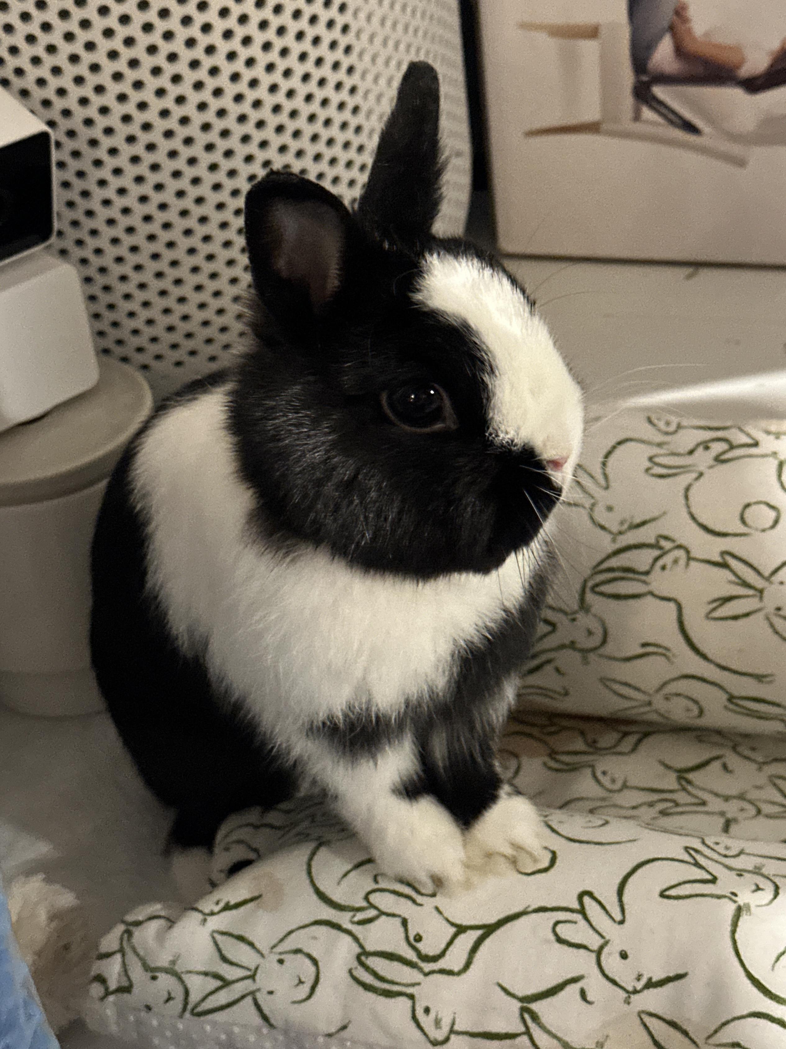 Enlarge GWEN, a Adopted Netherland Dwarf in Forest Hills, NY image 2/4