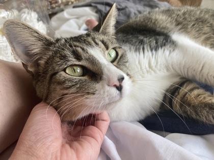 Enlarge Tiger, a ADOPTABLE Domestic Short Hair in Downers Grove, IL image 3/3