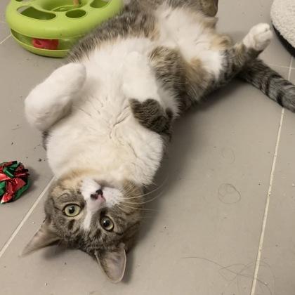 Enlarge Tiger, a ADOPTABLE Domestic Short Hair in Downers Grove, IL image 1/3