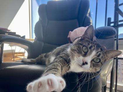 Enlarge Tiger, a ADOPTABLE Domestic Short Hair in Downers Grove, IL image 2/3