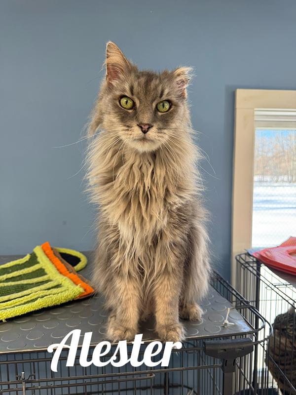 Enlarge Alester, a ADOPTABLE Domestic Long Hair in Manistee, MI image 1/1