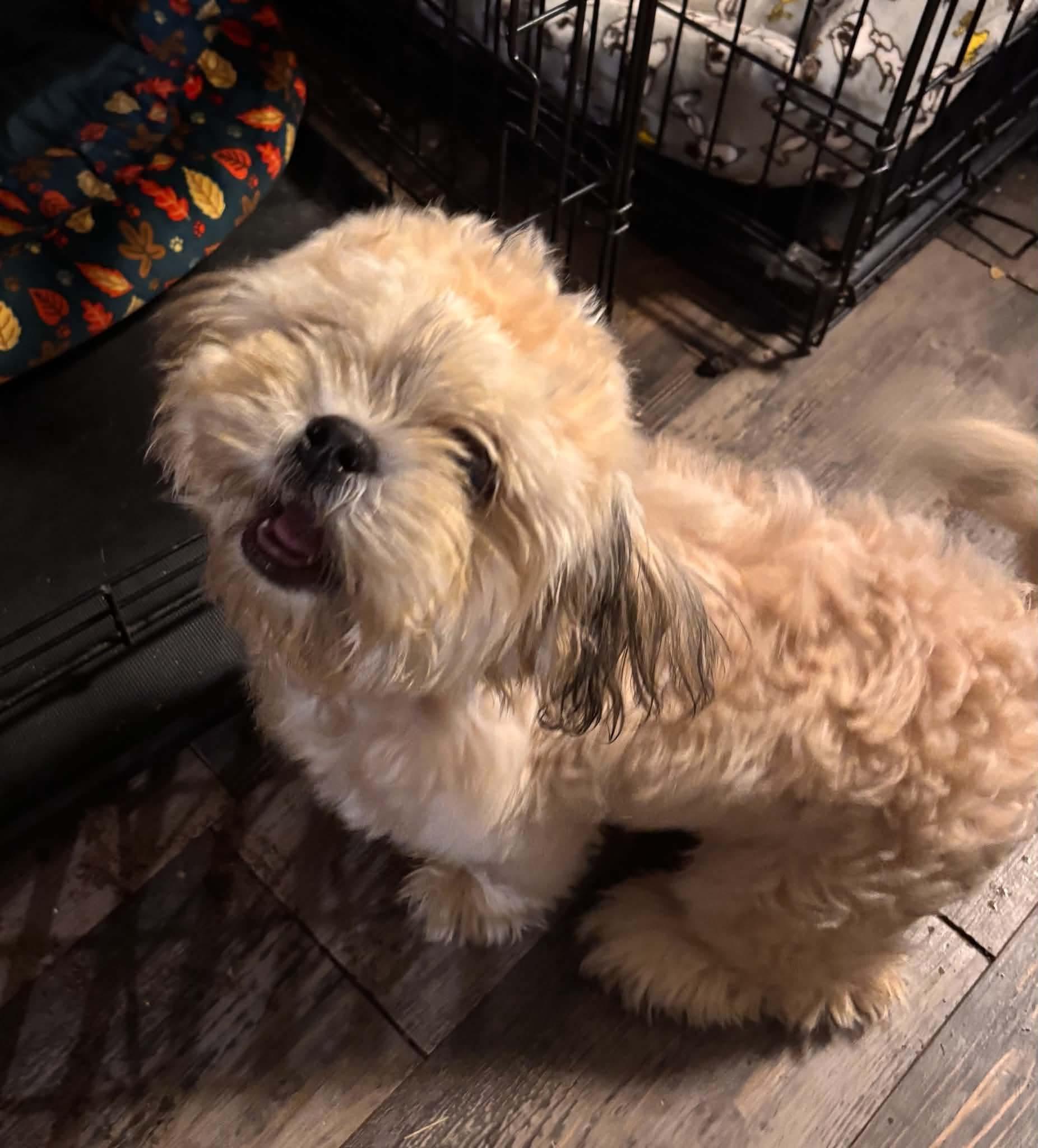 Enlarge Liam, a Adoptable Shih Tzu in Verona, NJ image 1/1