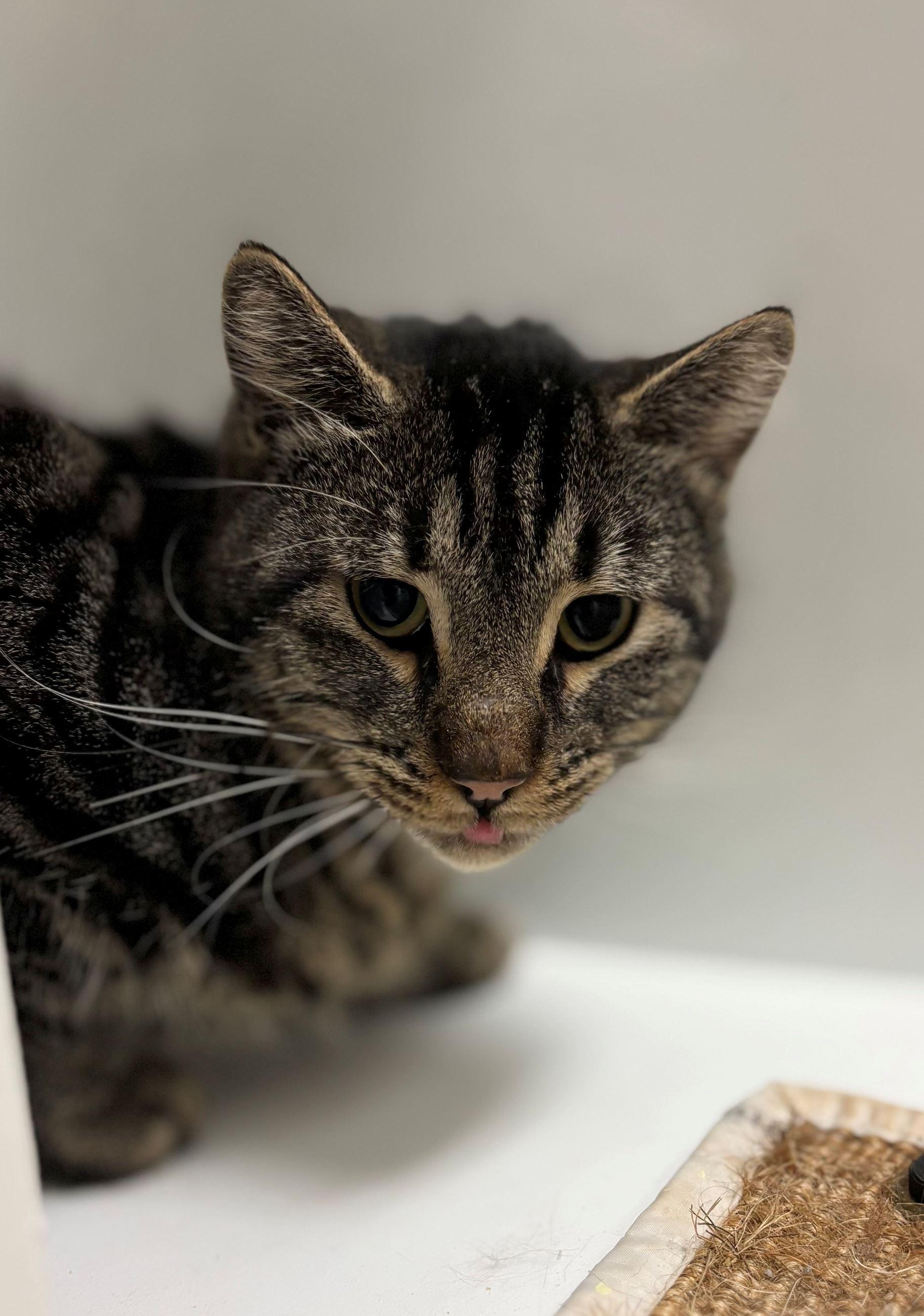 Enlarge Oxford, a ADOPTABLE Domestic Short Hair in Iowa City, IA image 2/2