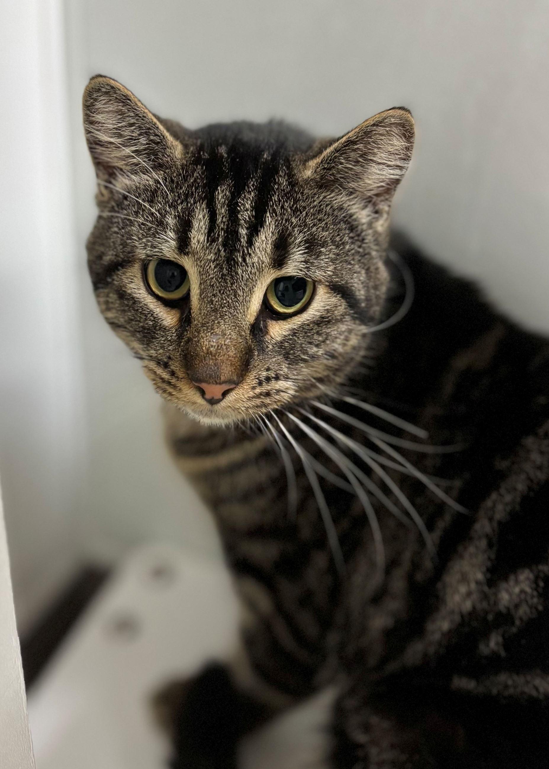 Enlarge Oxford, a ADOPTABLE Domestic Short Hair in Iowa City, IA image 1/2