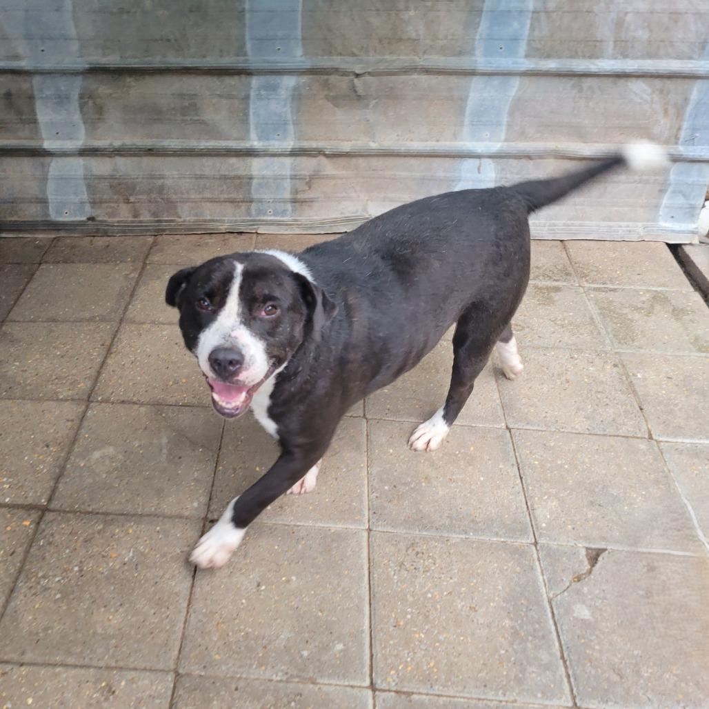 Durango — thumbnail 2