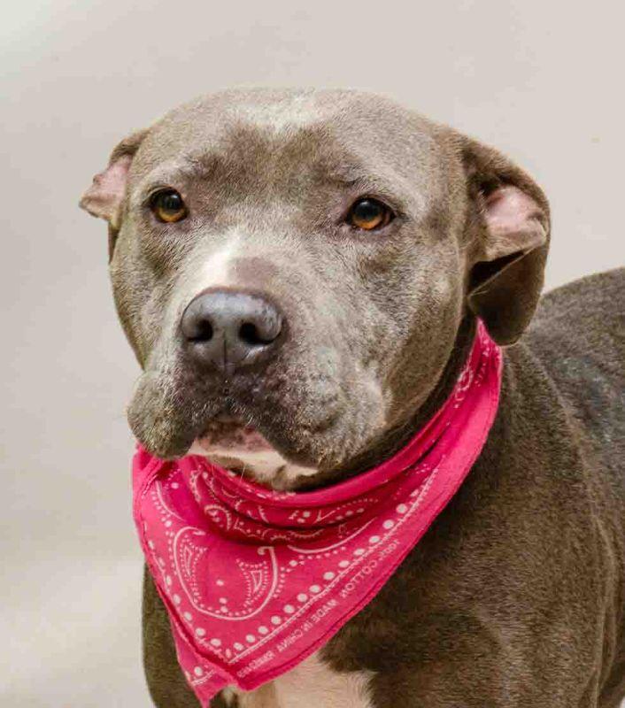 Charlie, ADOPTABLE, Adult Female Terrier.