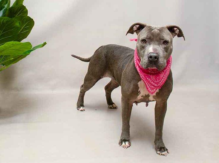 Charlie, a ADOPTABLE mixed breed in Sanford, FL image 2/3