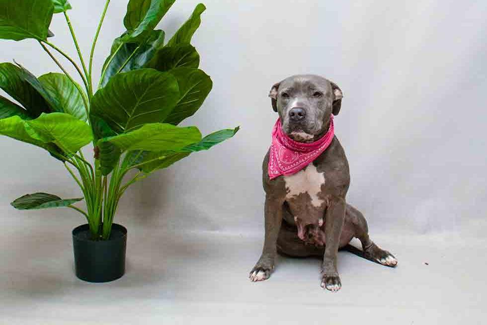 Charlie, a ADOPTABLE mixed breed in Sanford, FL image 3/3