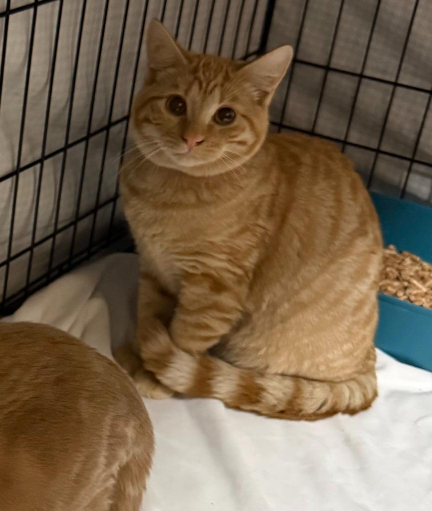 Autumn, Adoptable, Young Female Domestic Short Hair.