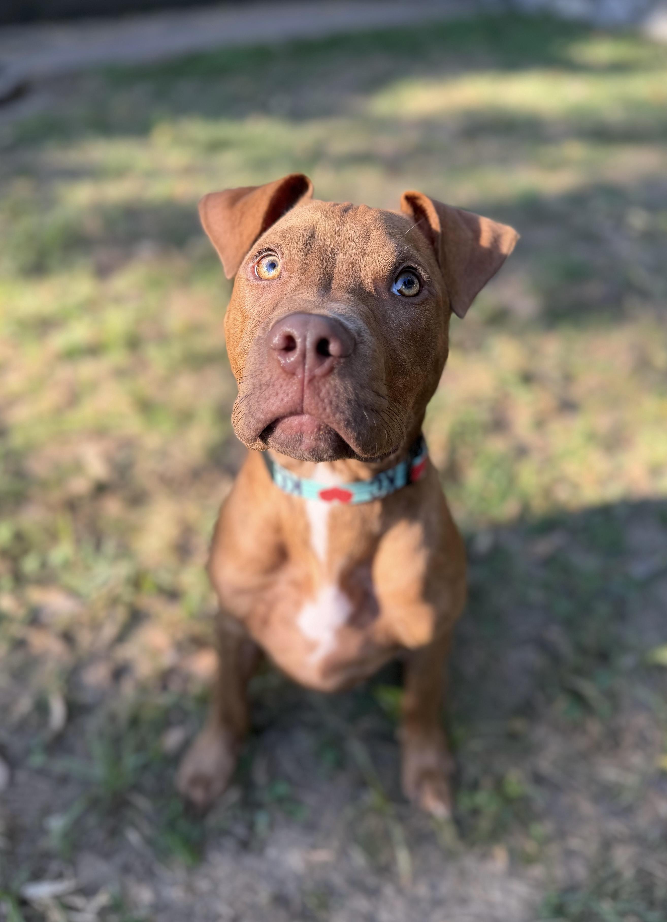 Tripp, Adoptable, Puppy Male Pit Bull Terrier.