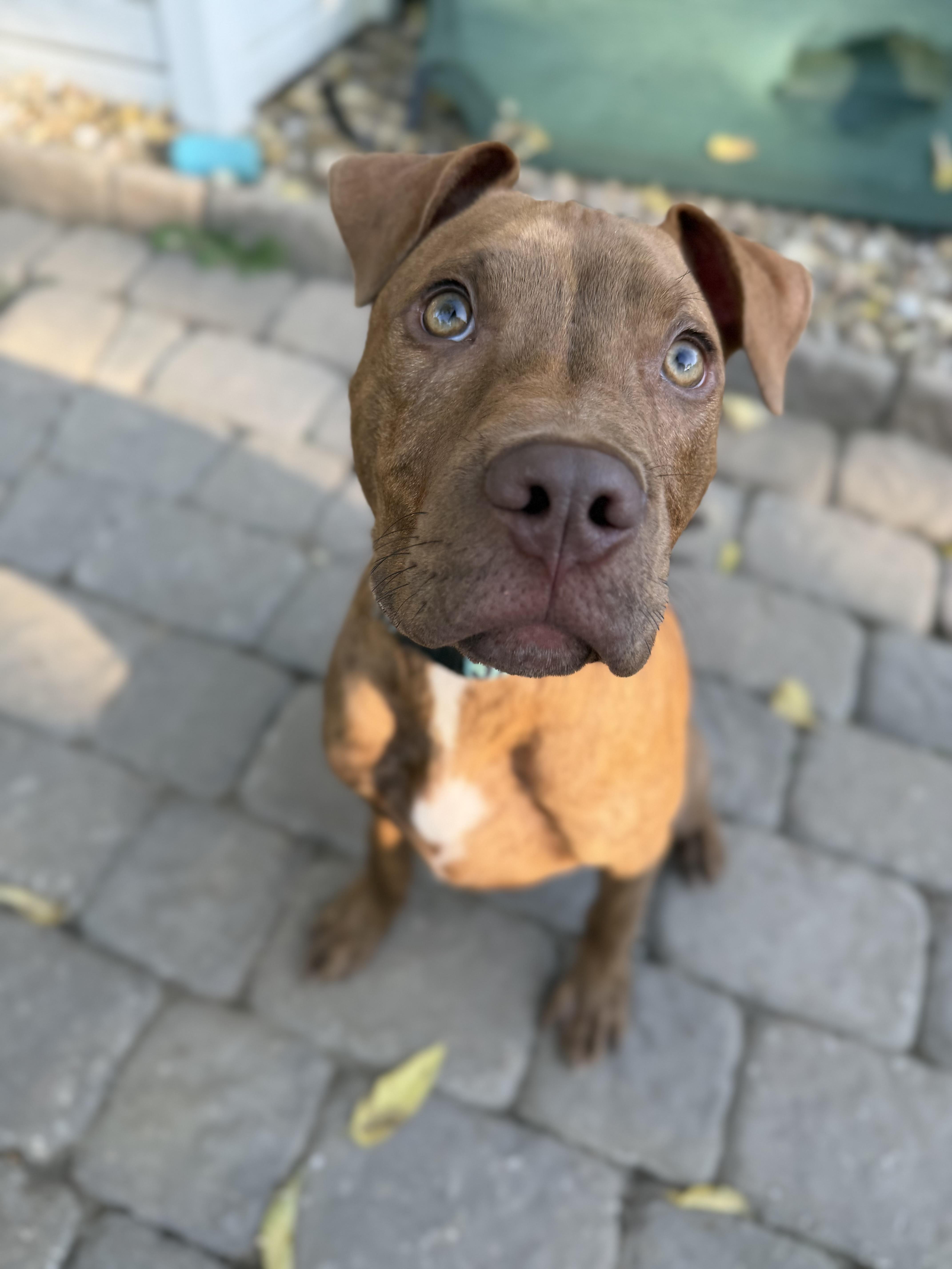 Enlarge Tripp, a Adoptable mixed breed in Raytown, MO image 3/5