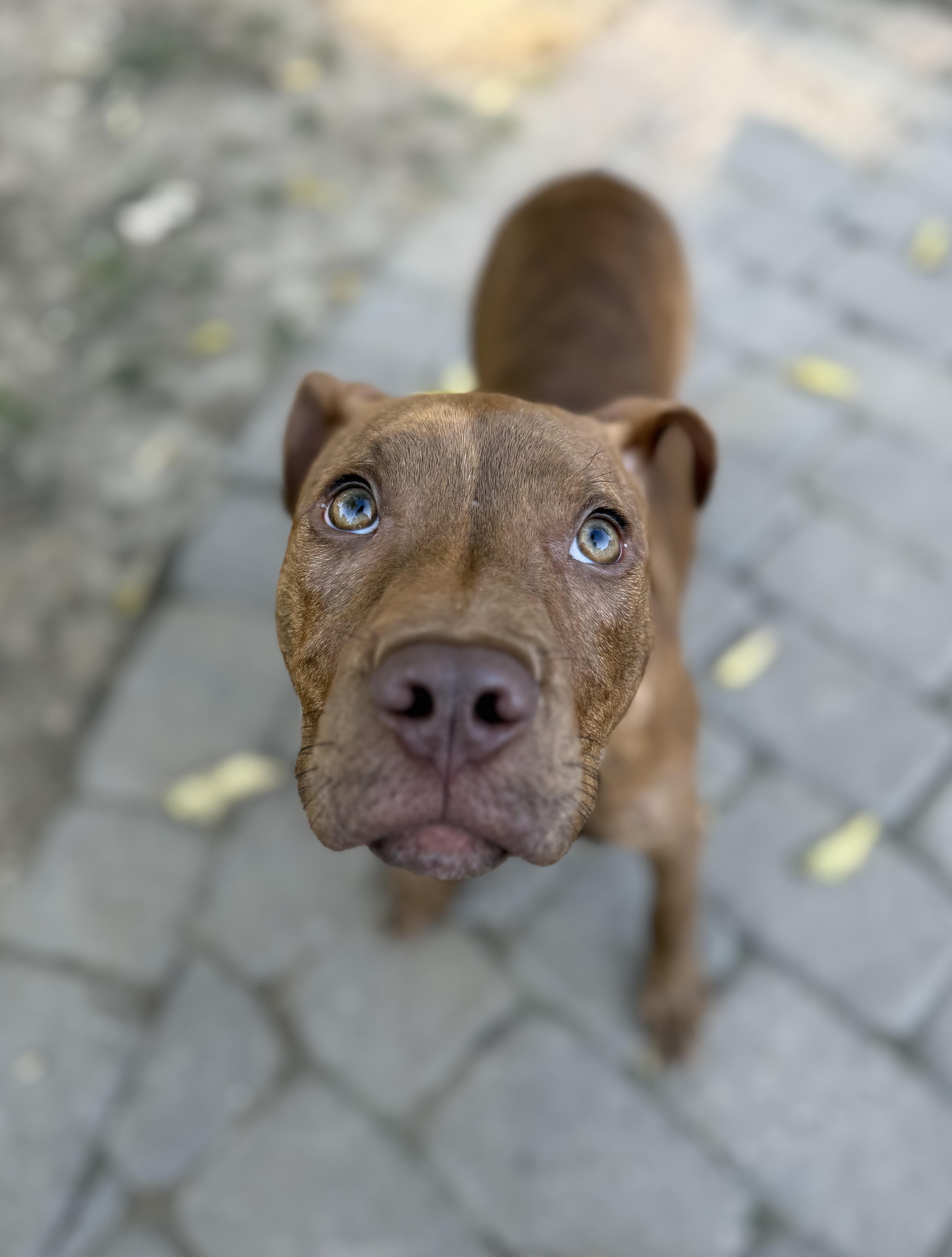 Enlarge Tripp, a Adoptable mixed breed in Raytown, MO image 2/5