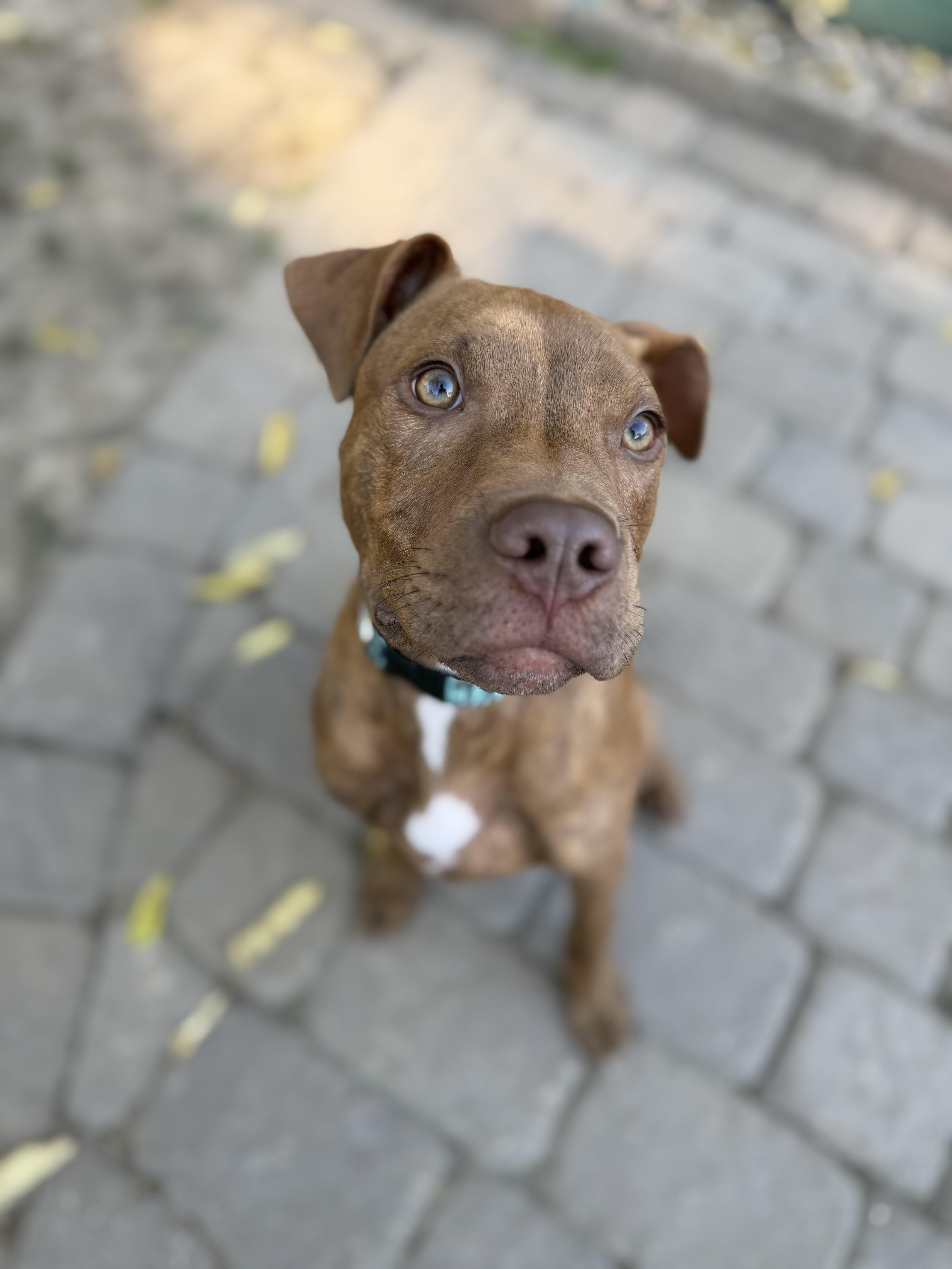 Enlarge Tripp, a Adoptable mixed breed in Raytown, MO image 5/5