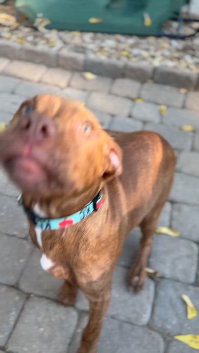 Enlarge Tripp, a Adoptable mixed breed in Raytown, MO video 4/5
