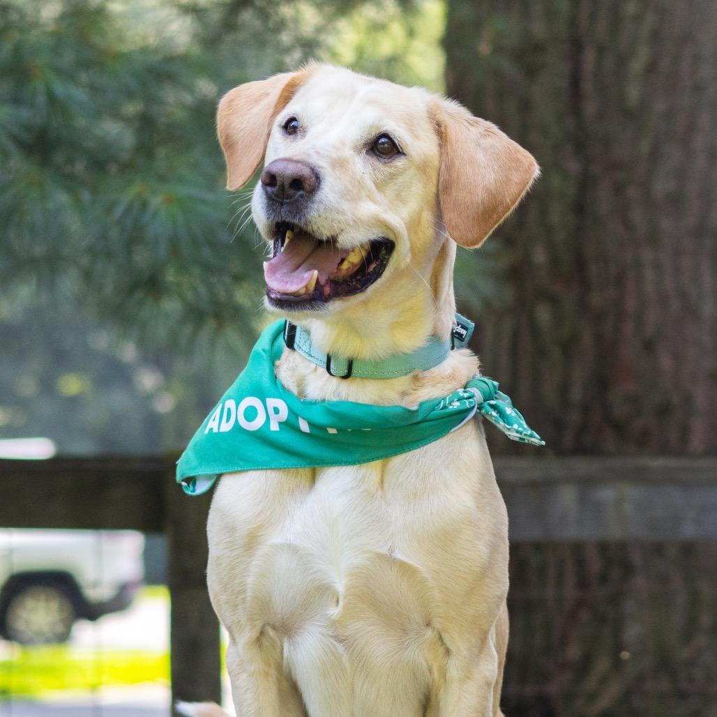 Bama, Adoptable, Adult Male Yellow Labrador Retriever.
