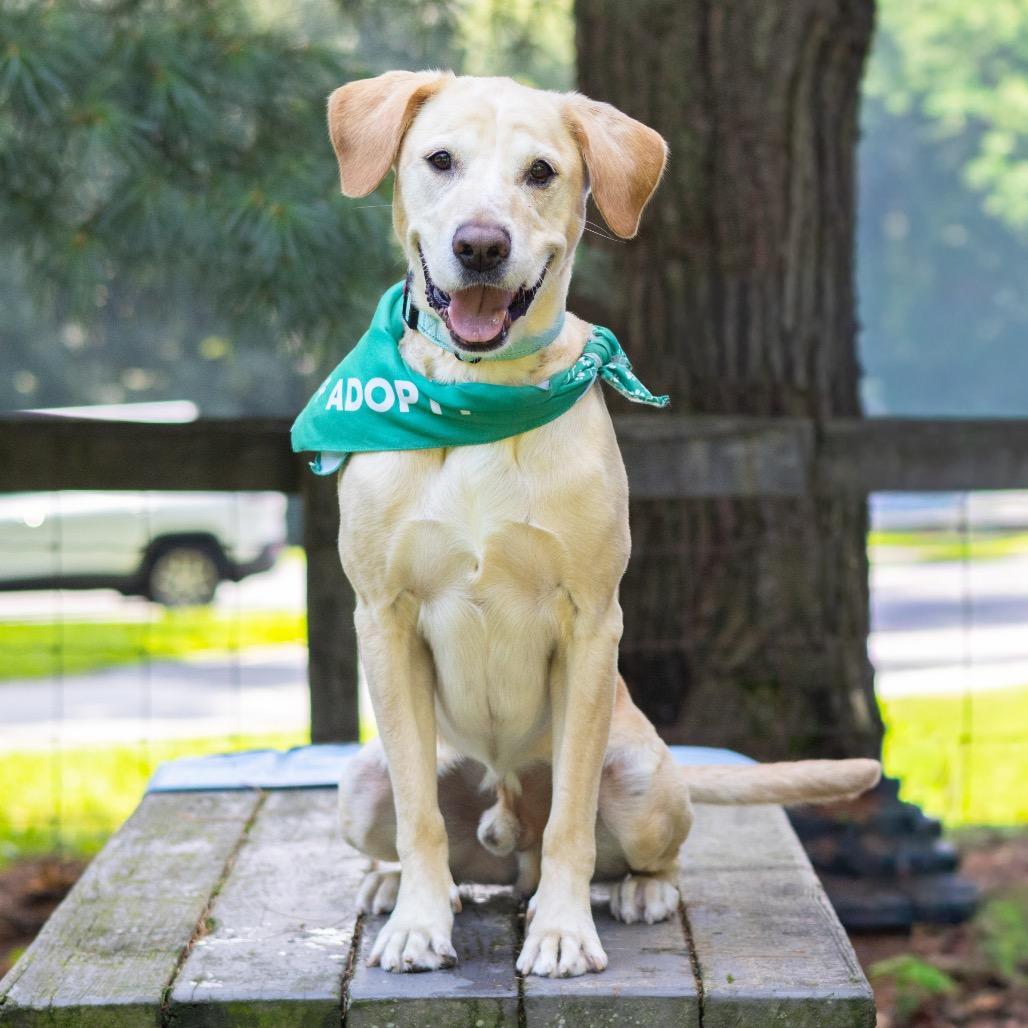 Bama, a Adoptable Yellow Labrador Retriever in Wilmington, DE image 4/5