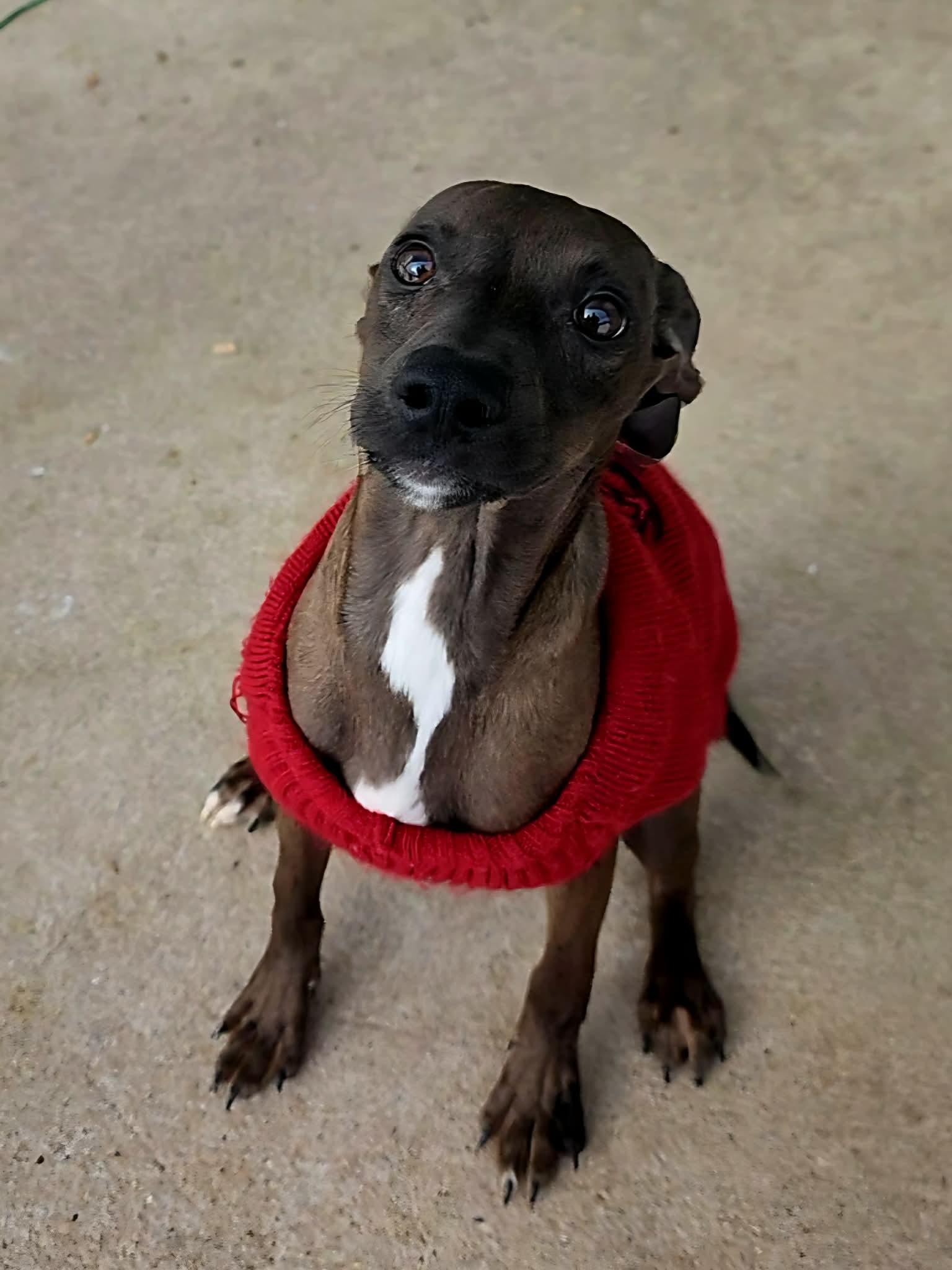 Bazoooka - The B Litter, an adopted mixed breed in Sheboygan, WI image 1/6