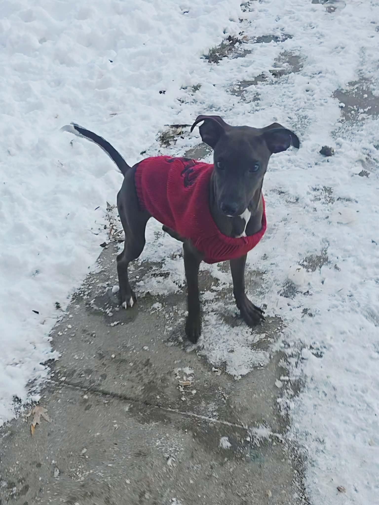 Bazoooka - The B Litter, an adopted mixed breed in Sheboygan, WI image 2/6