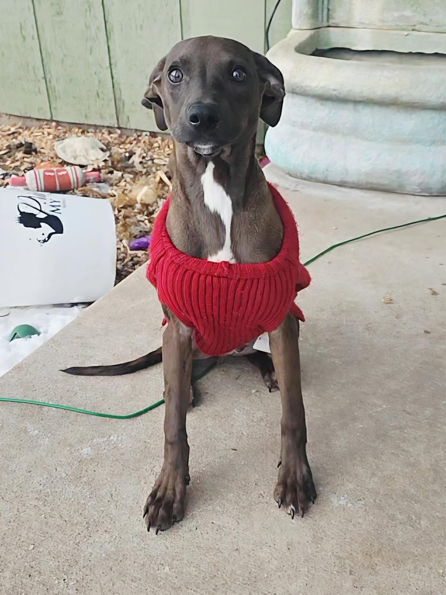 Bazoooka - The B Litter, an adopted mixed breed in Sheboygan, WI image 3/6