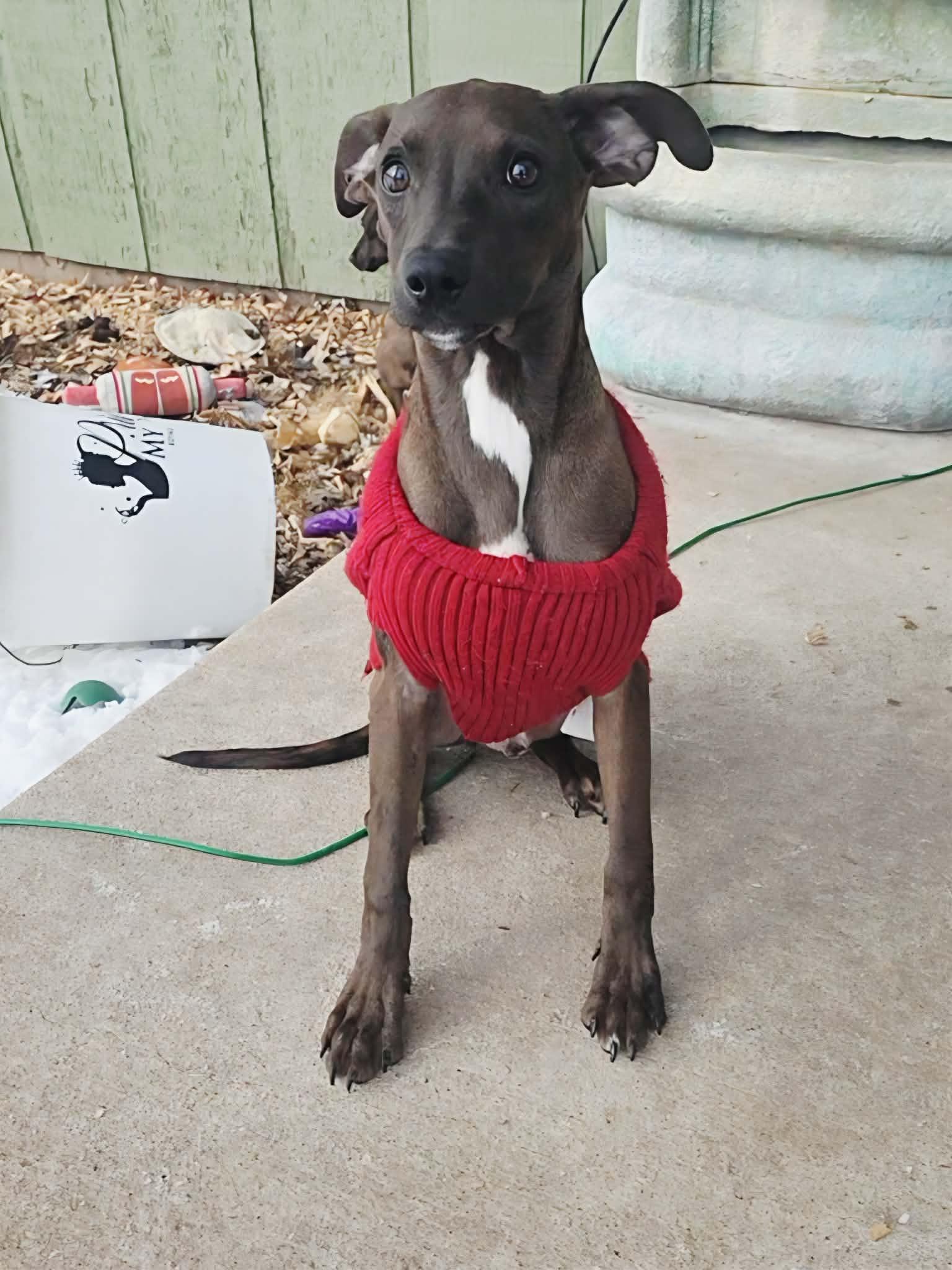 Bazoooka - The B Litter, an adopted mixed breed in Sheboygan, WI image 4/6