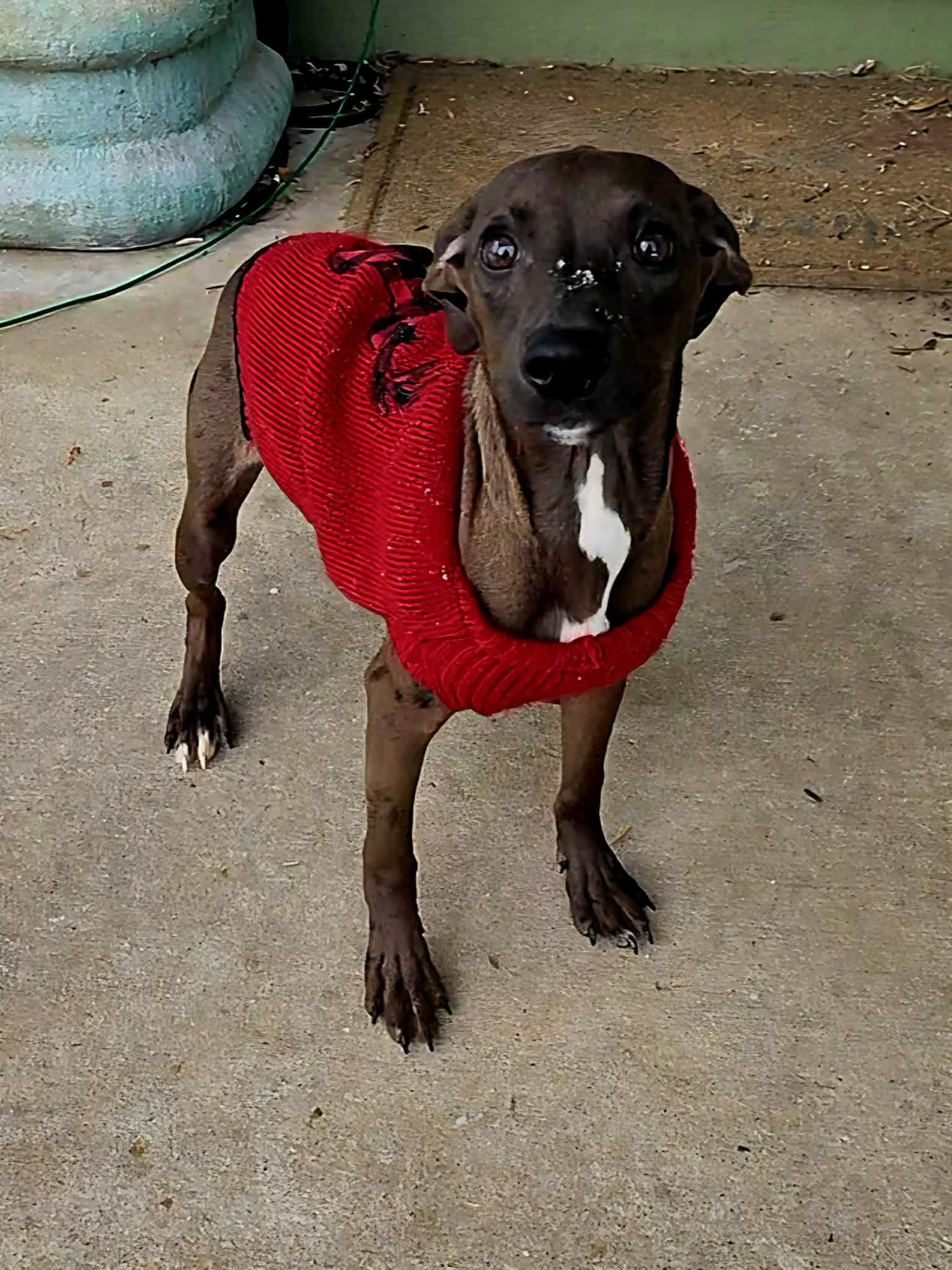 Bazoooka - The B Litter, an adopted mixed breed in Sheboygan, WI image 5/6