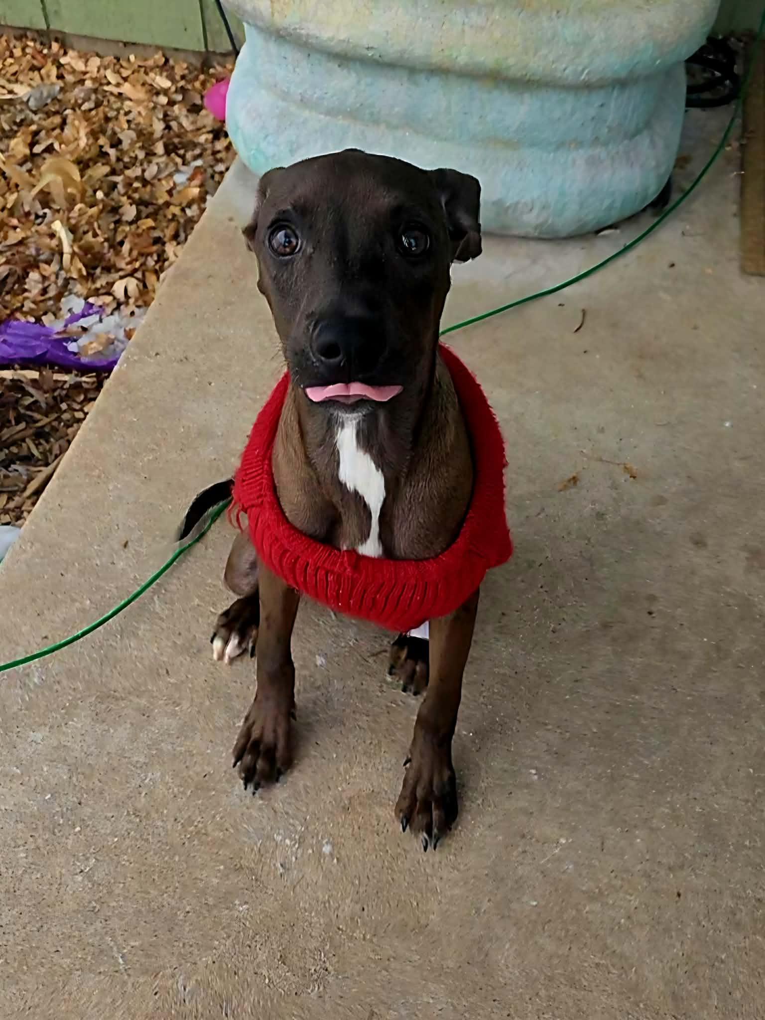 Bazoooka - The B Litter, an adopted mixed breed in Sheboygan, WI image 6/6