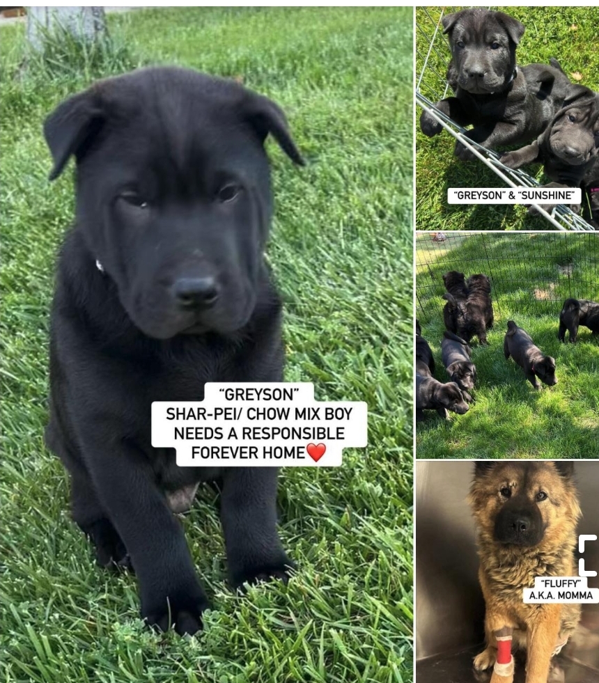 Enlarge Blueberry, Bebe, Sunshine, Pinky. Grayson, Sir Charles shar pei chows!!, a Adoptable mixed breed in Manhattan Beach, CA image 1/6