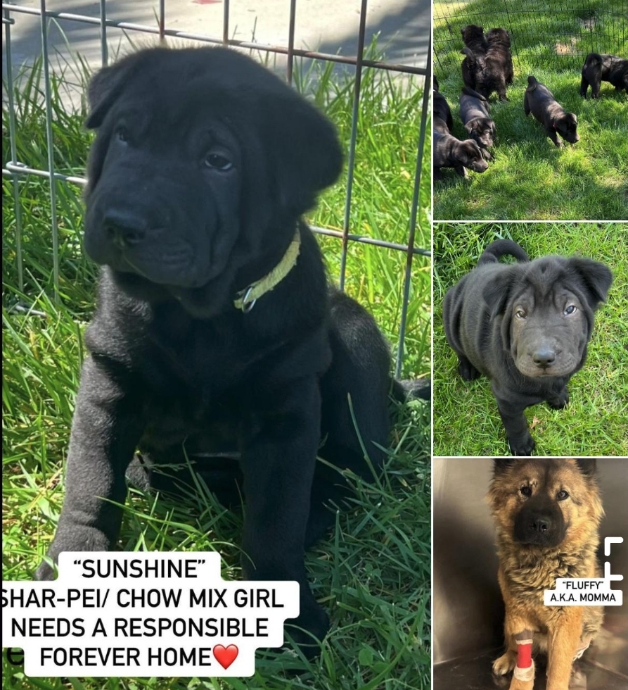 Enlarge Blueberry, Bebe, Sunshine, Pinky. Grayson, Sir Charles shar pei chows!!, a Adoptable mixed breed in Manhattan Beach, CA image 2/6