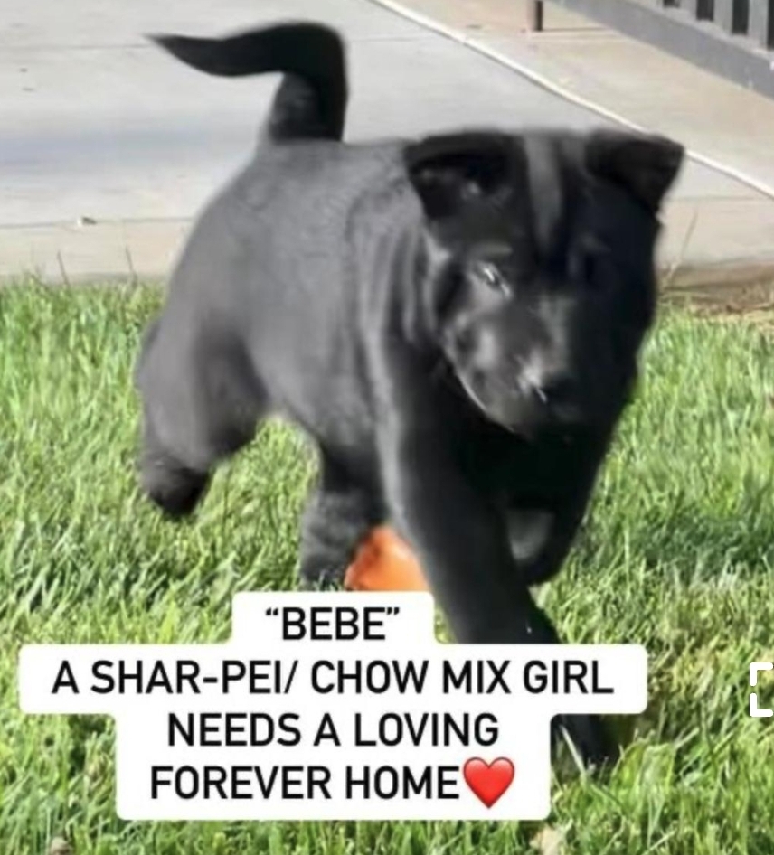 Enlarge Blueberry, Bebe, Sunshine, Pinky. Grayson, Sir Charles shar pei chows!!, a Adoptable mixed breed in Manhattan Beach, CA image 3/6