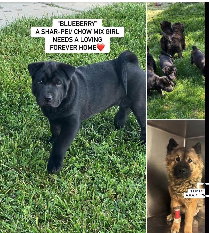 Enlarge Blueberry, Bebe, Sunshine, Pinky. Grayson, Sir Charles shar pei chows!!, a Adoptable mixed breed in Manhattan Beach, CA image 4/6
