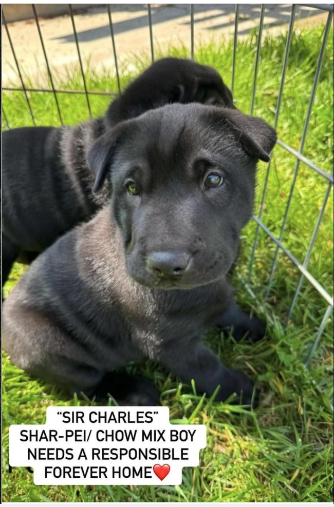 Enlarge Blueberry, Bebe, Sunshine, Pinky. Grayson, Sir Charles shar pei chows!!, a Adoptable mixed breed in Manhattan Beach, CA image 5/6
