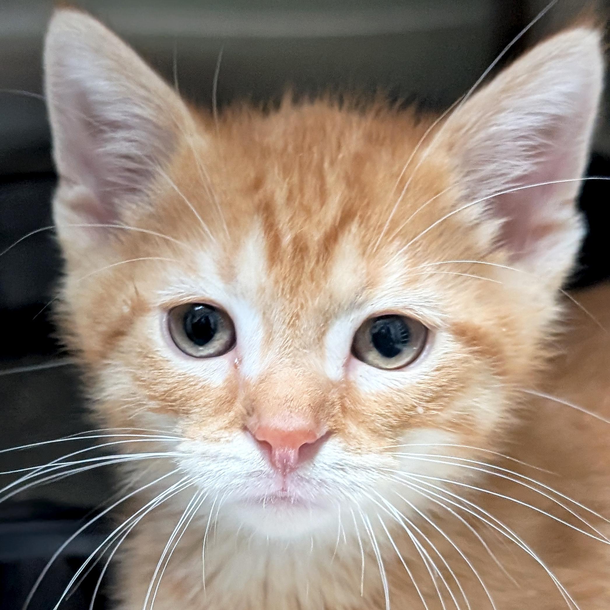 Aslan, a Adoptable Domestic Short Hair in Jefferson, WI image 1/4