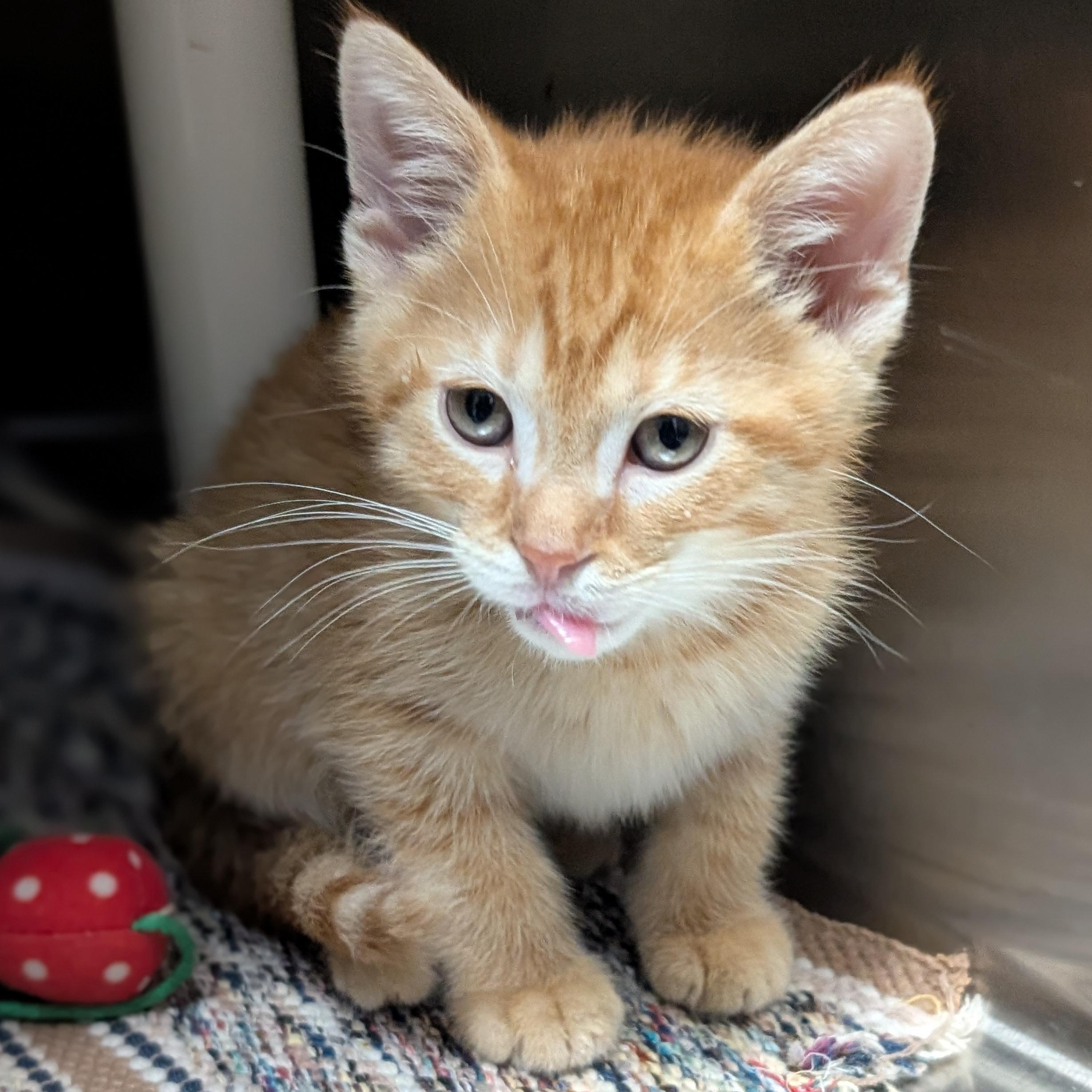 Aslan, a Adoptable Domestic Short Hair in Jefferson, WI image 3/4