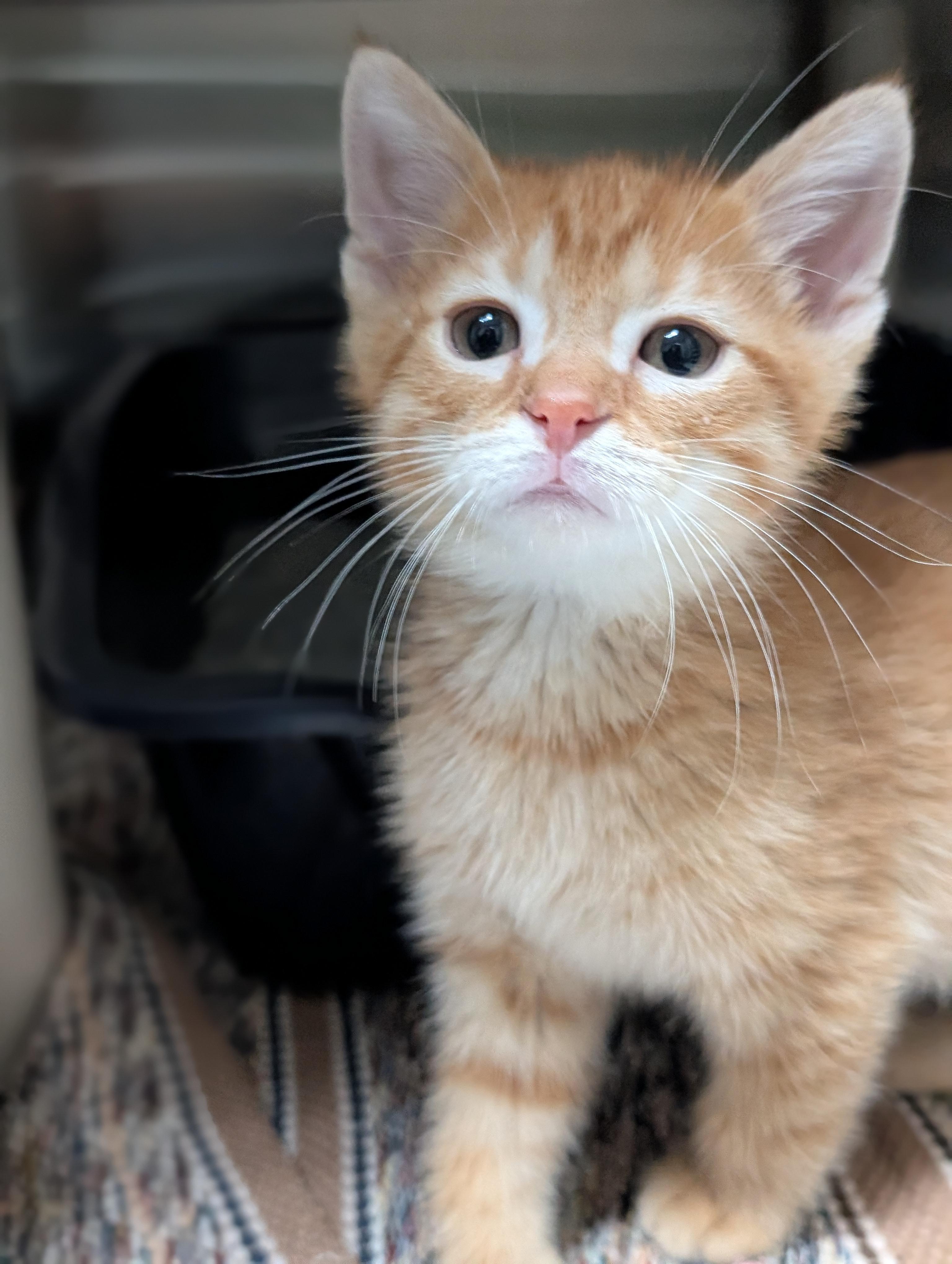 Aslan, a Adoptable Domestic Short Hair in Jefferson, WI image 2/4