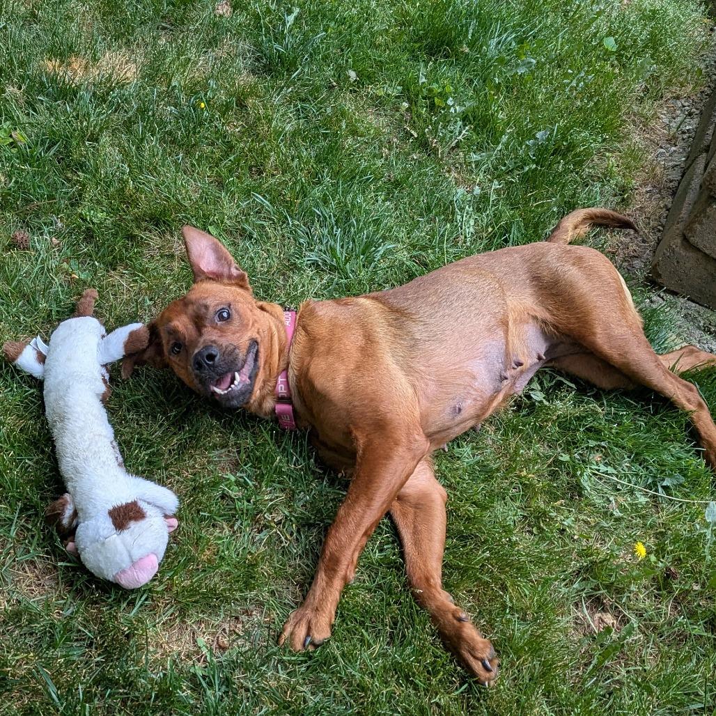Nova, Adoptable, Adult Female Mixed Breed.
