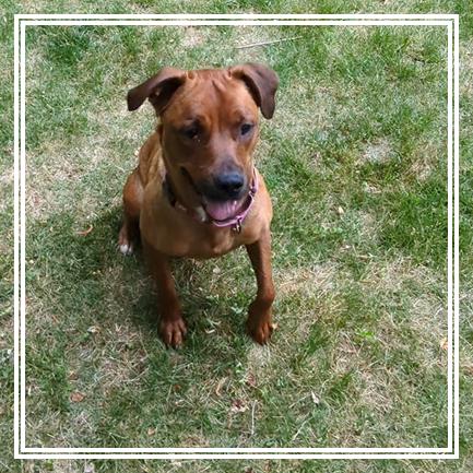 Enlarge Nova, a Adoptable Mixed Breed in Austell, GA image 2/6