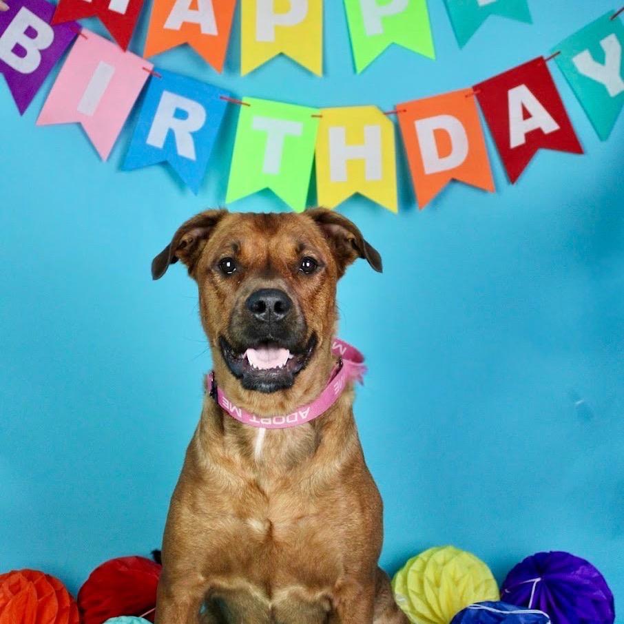 Enlarge Nova, a Adoptable Mixed Breed in Austell, GA image 3/6