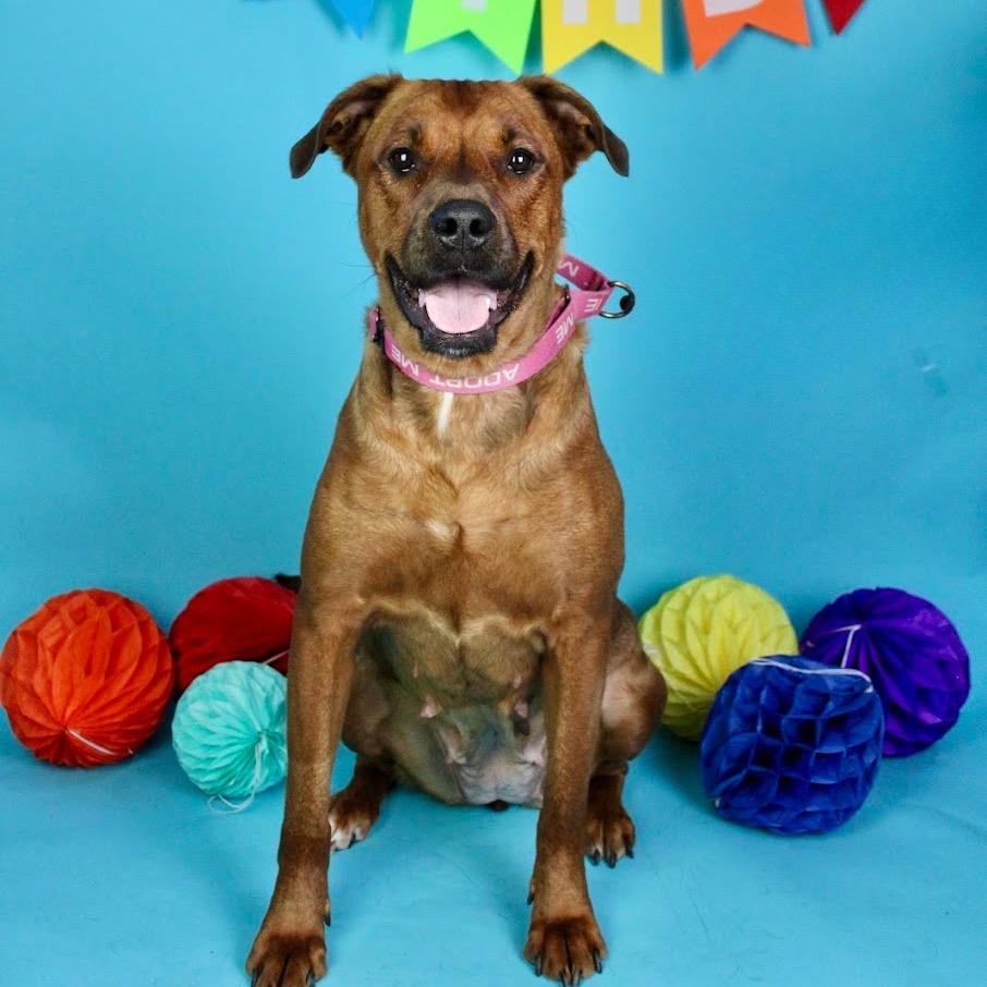 Enlarge Nova, a Adoptable Mixed Breed in Austell, GA image 4/6