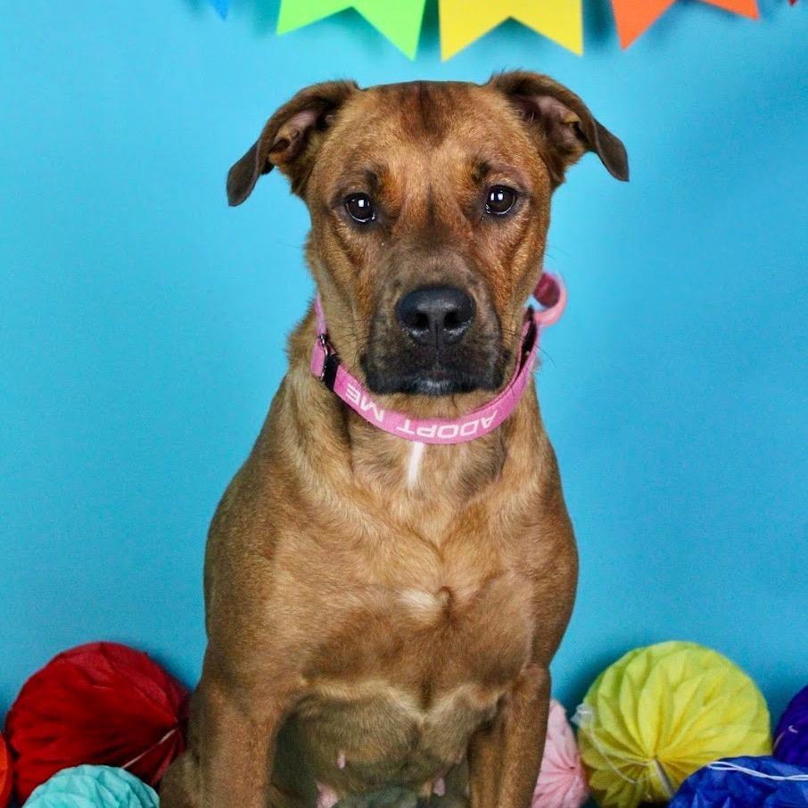 Enlarge Nova, a Adoptable Mixed Breed in Austell, GA image 5/6