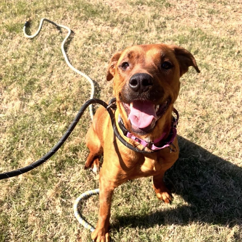Nova, Adoptable, Adult Female Mixed Breed.