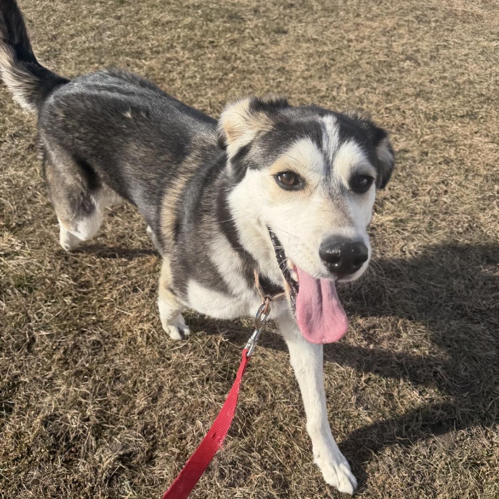 Vixey, Adoptable, Young Female Mixed Breed.