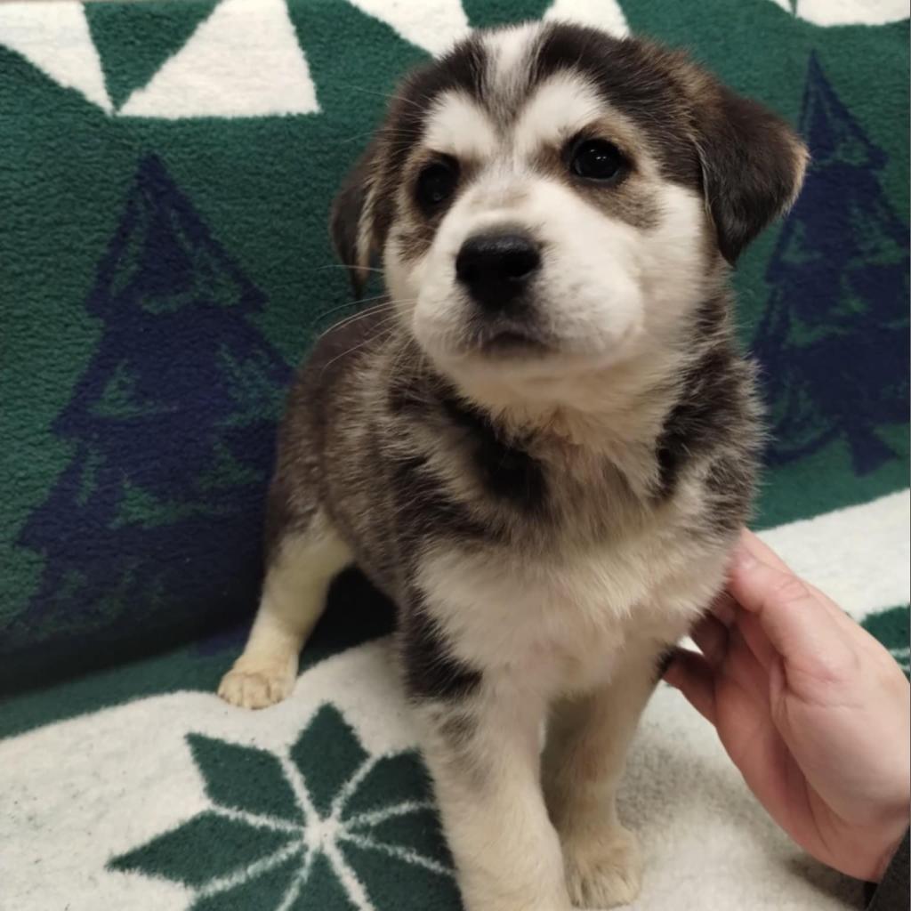 Vixey, Adoptable, Young Female Mixed Breed.