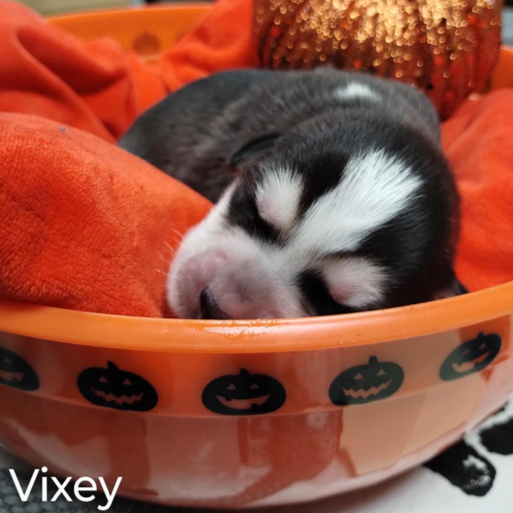 Enlarge Vixey, a Adoptable Mixed Breed in Norfolk, NE image 2/3