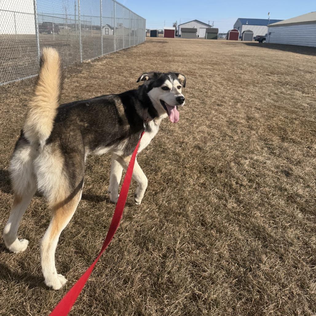 Enlarge Vixey, a Adoptable Mixed Breed in Norfolk, NE image 4/6