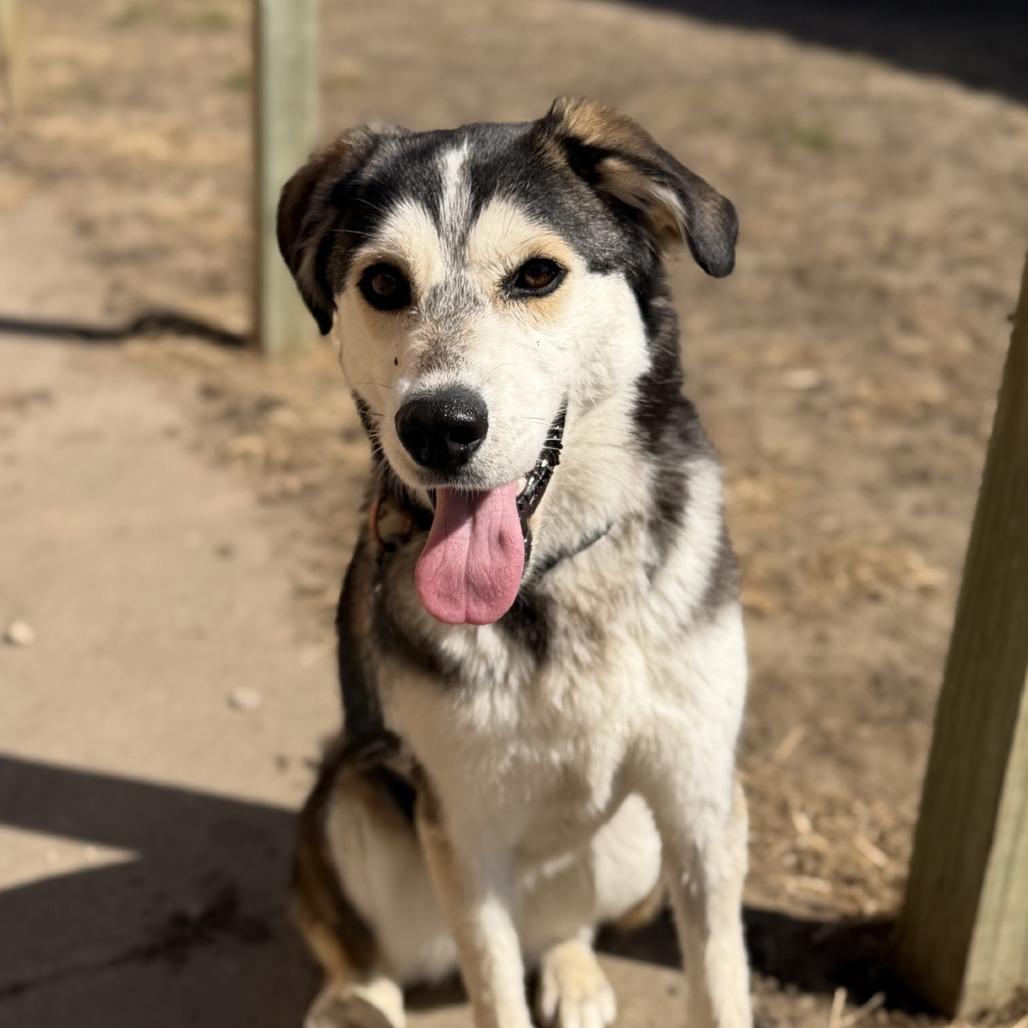 Enlarge Vixey, a Adoptable Mixed Breed in Norfolk, NE image 4/6