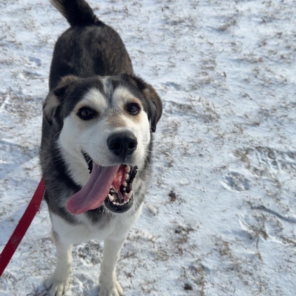 Enlarge Vixey, a Adoptable Mixed Breed in Norfolk, NE image 5/6