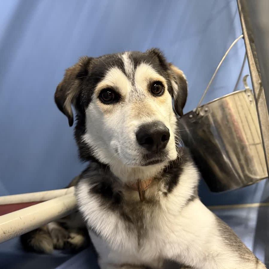 Enlarge Vixey, a Adoptable Mixed Breed in Norfolk, NE image 3/3