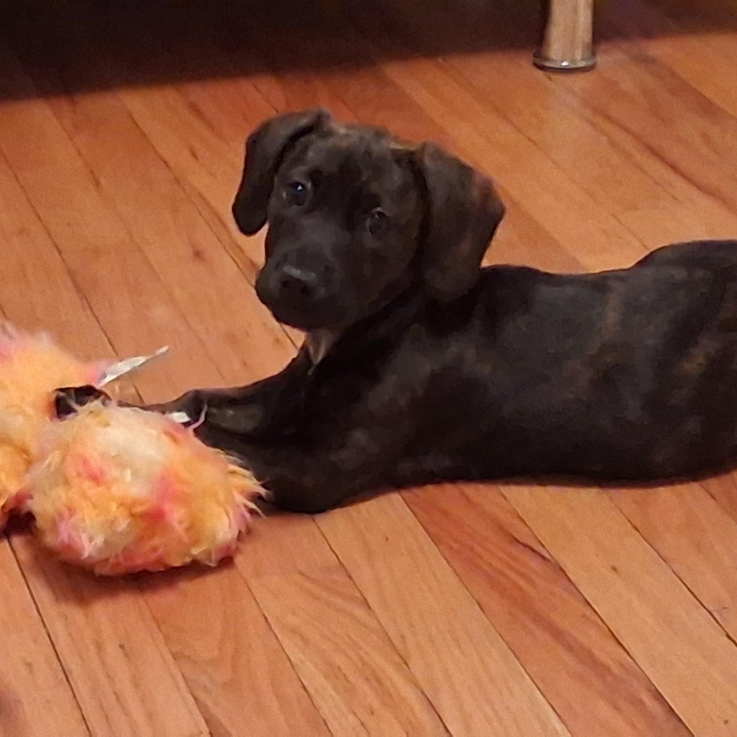 Enlarge Carrot, a ADOPTABLE mixed breed in Danbury, CT image 2/5