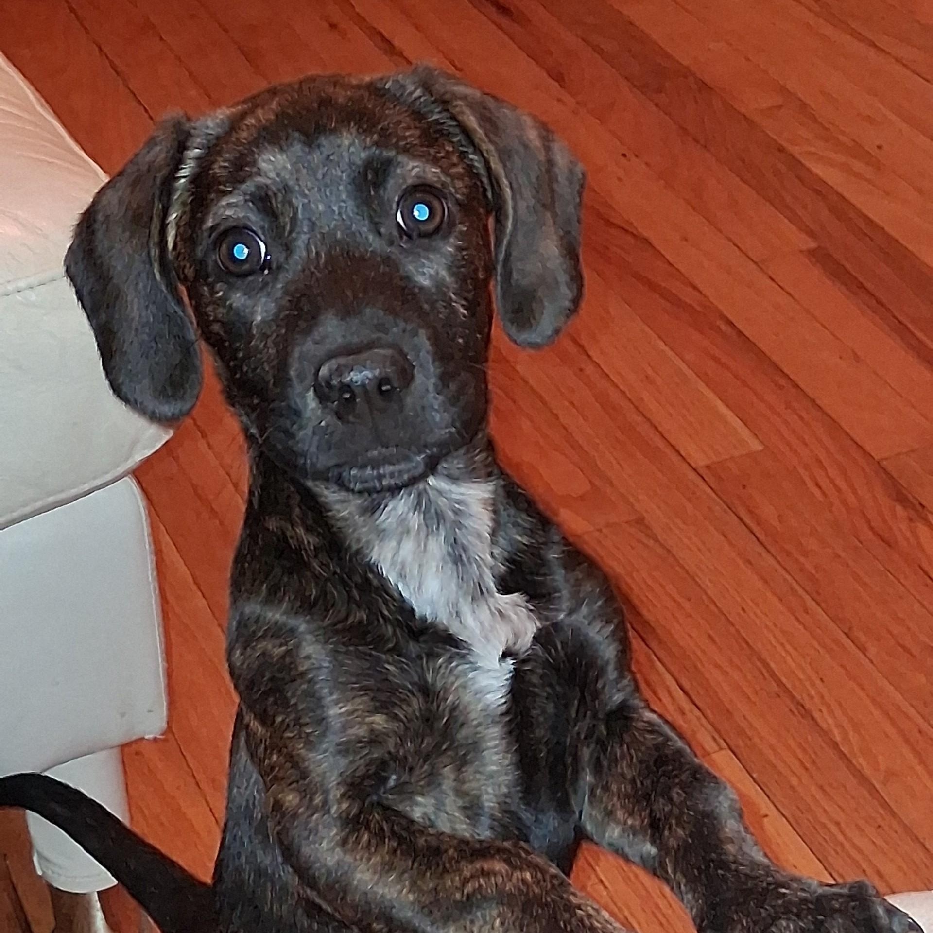 Enlarge Carrot, a ADOPTABLE mixed breed in Danbury, CT image 1/5